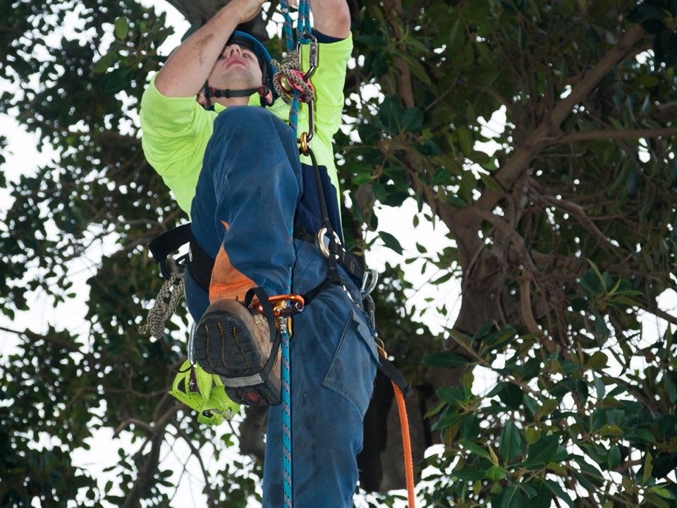 Qualified arborist working in a mature tree during a risk assessment in Essex